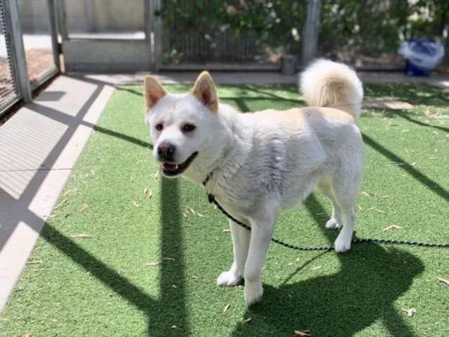 A young medium-sized female American Eskimo Dog dog named Sally for adoption in San Pedro, CA