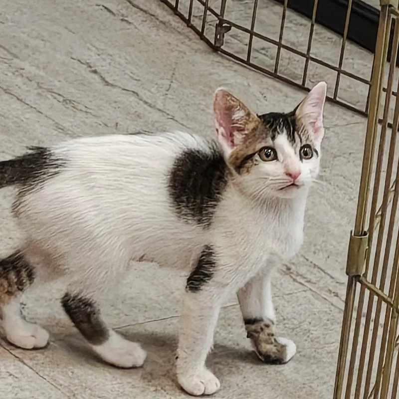 A baby small-sized female Domestic Short Hair cat named Dot aka Dottie for adoption in Fairport, NY