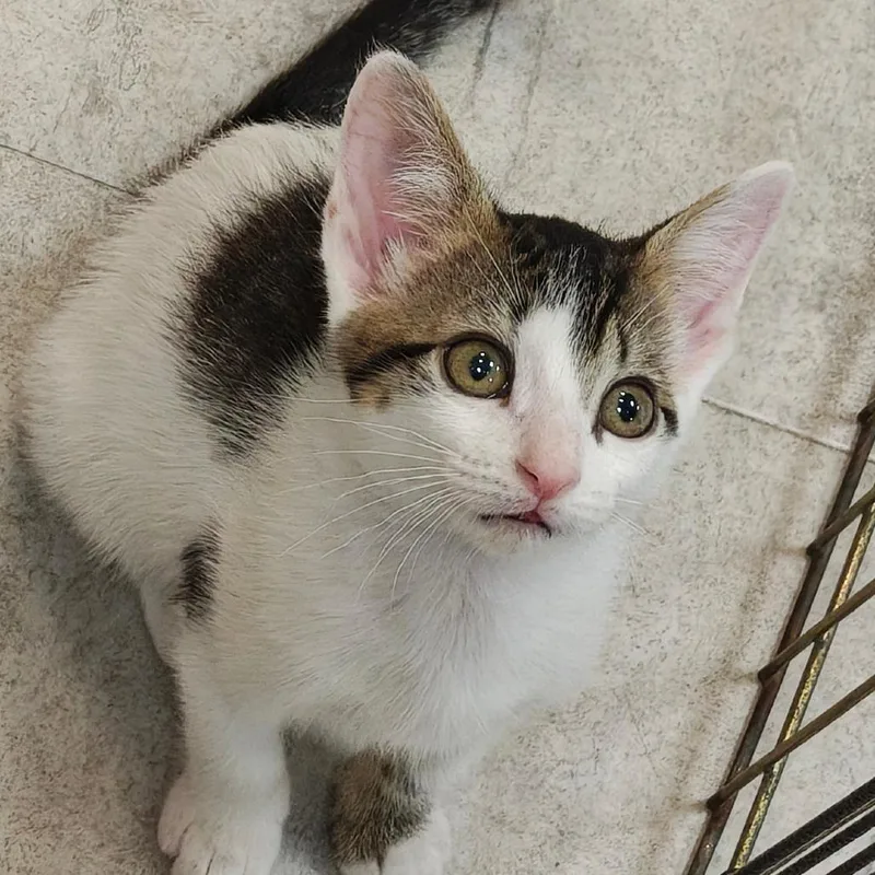 Dot aka Dottie thumbnail 3