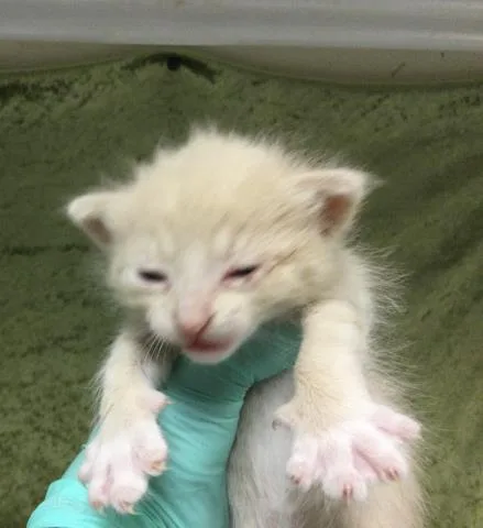A baby small-sized male Domestic Short Hair cat named Butters for adoption in Riverside, CA