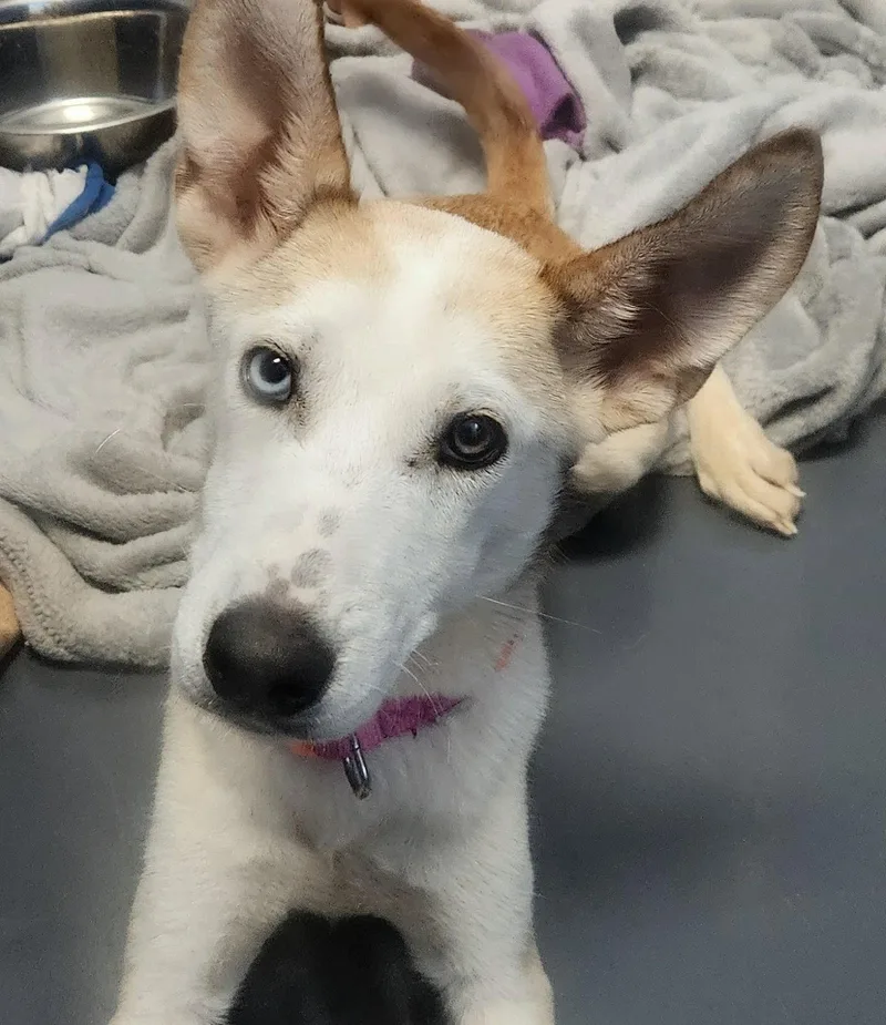 A young medium-sized female Husky dog named Jubilee for adoption in Oakland Park, FL
