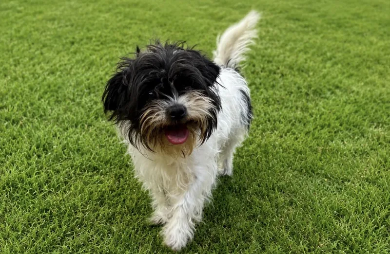 An adult small-sized female Black Shih Tzu dog named Galilea for adoption in Waldorf, MD