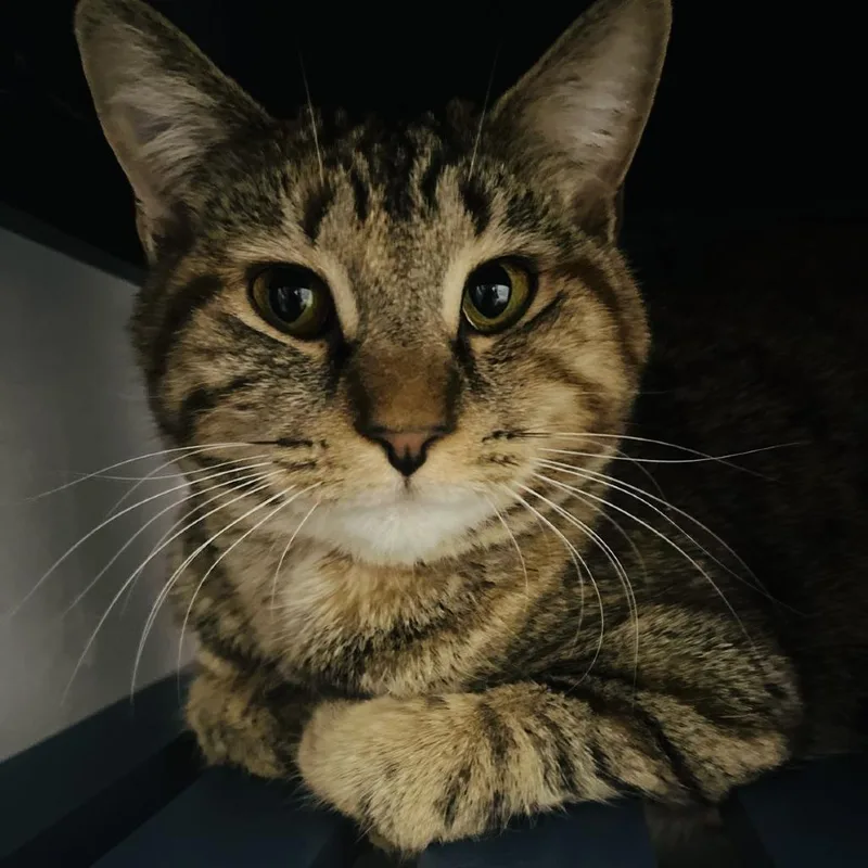 A young large-sized female Gray / Blue / Silver Domestic Short Hair cat named Asgard for adoption in Atlanta, GA