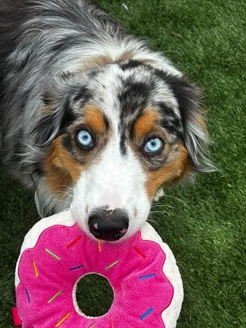 A young large-sized female Australian Shepherd dog named Mocha for adoption in St. Louis, MO