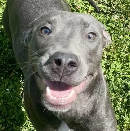 A young medium-sized female Gray / Blue / Silver Great Dane dog named Hanna for adoption in Glasgow, KY