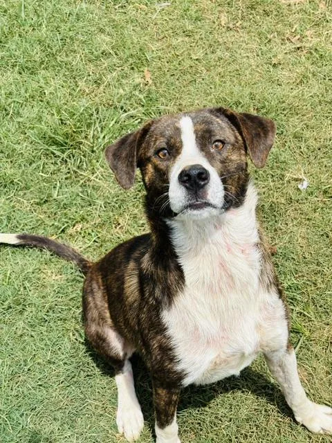 A young medium-sized male Brindle Labrador Retriever dog named Baker for adoption in Huntsville, AL