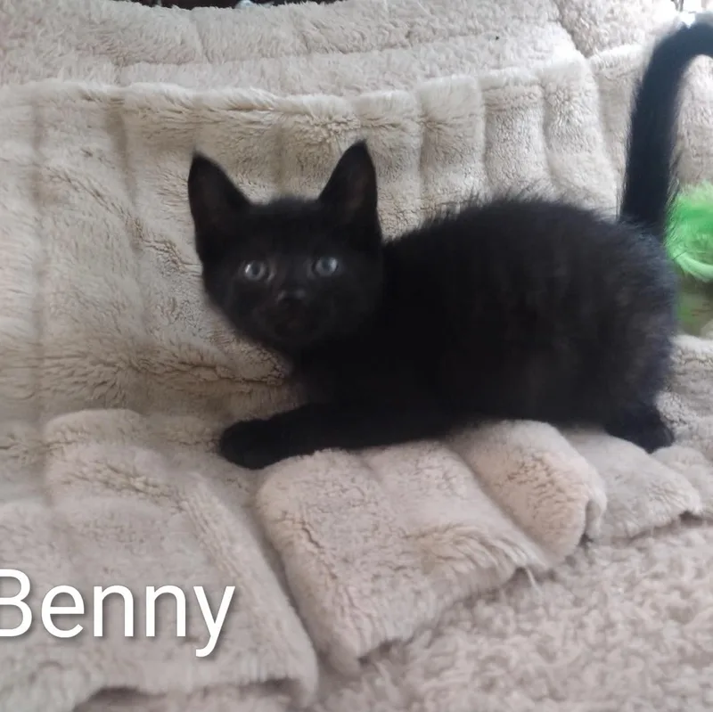 A baby medium-sized male Black Bombay cat named Benny for adoption in Wyandotte, MI