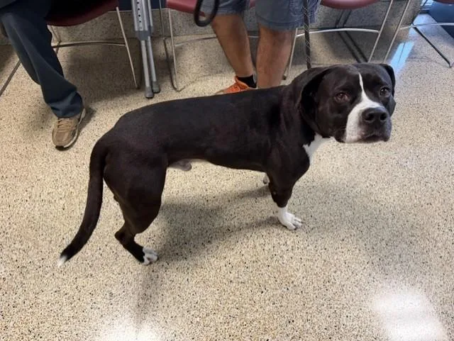 An adult large-sized male American Bulldog dog named Binky for adoption in Miami, FL