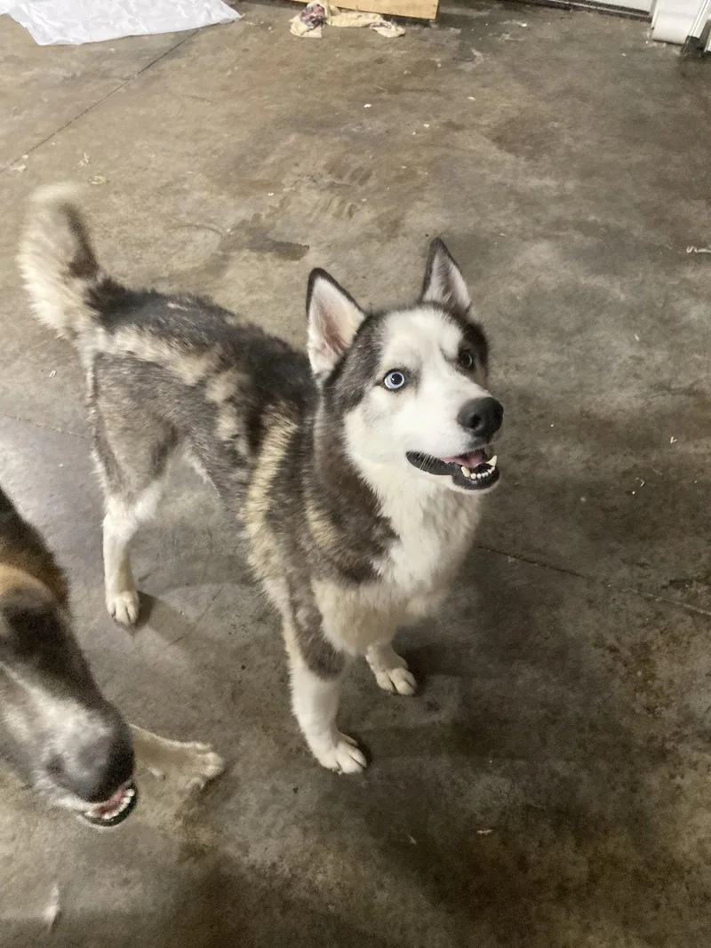 An adult medium-sized male Siberian Husky dog named Judge Juju for adoption in Chatham, VA