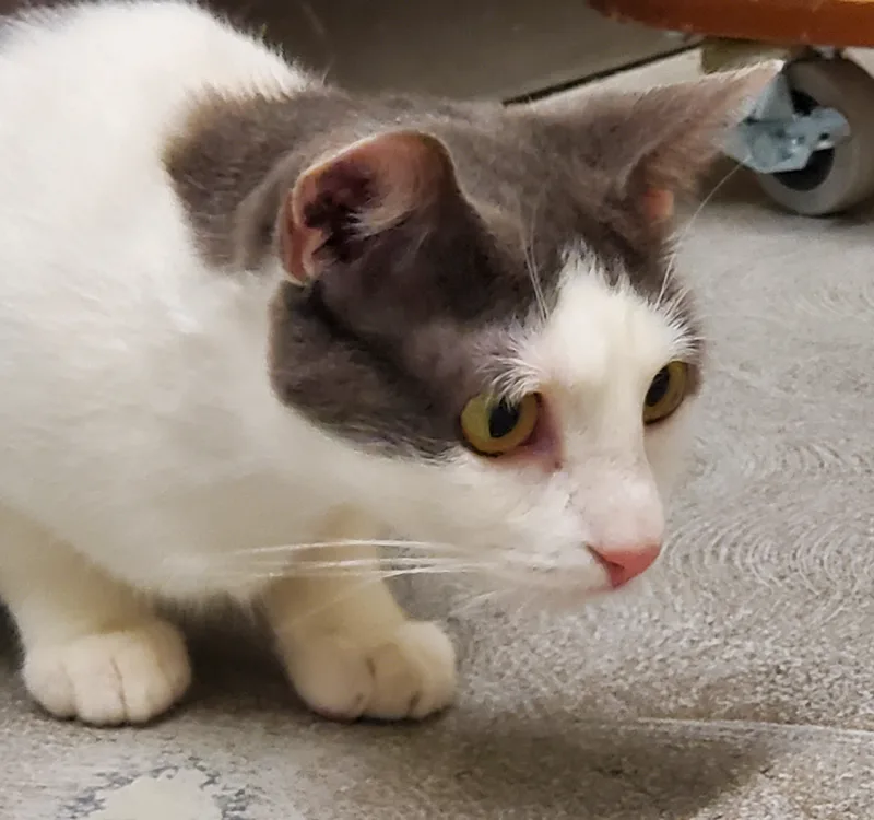 Shitaka & Poquita thumbnail 2