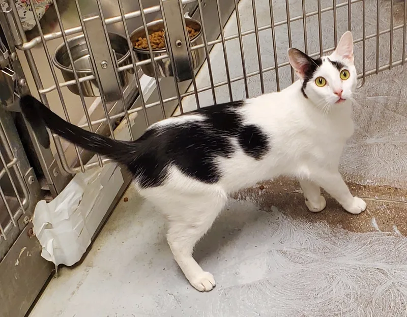 Shitaka & Poquita thumbnail 5