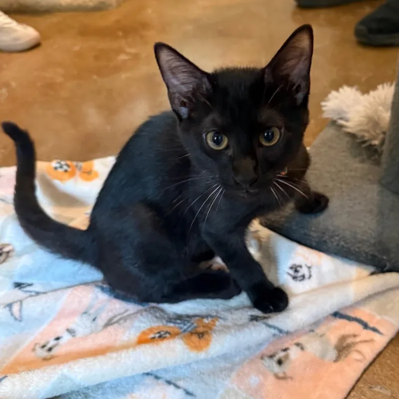 A baby small-sized male Black Domestic Short Hair cat named Meeny for adoption in Tuscaloosa, AL