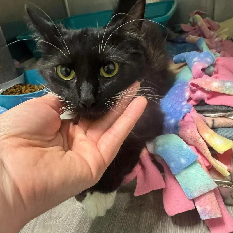 An adult small-sized female Black Domestic Short Hair cat named Miss Tifferet for adoption in Inwood, WV