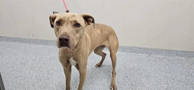 An adult medium-sized female Labrador Retriever dog named Tokyo for adoption in Garland, TX