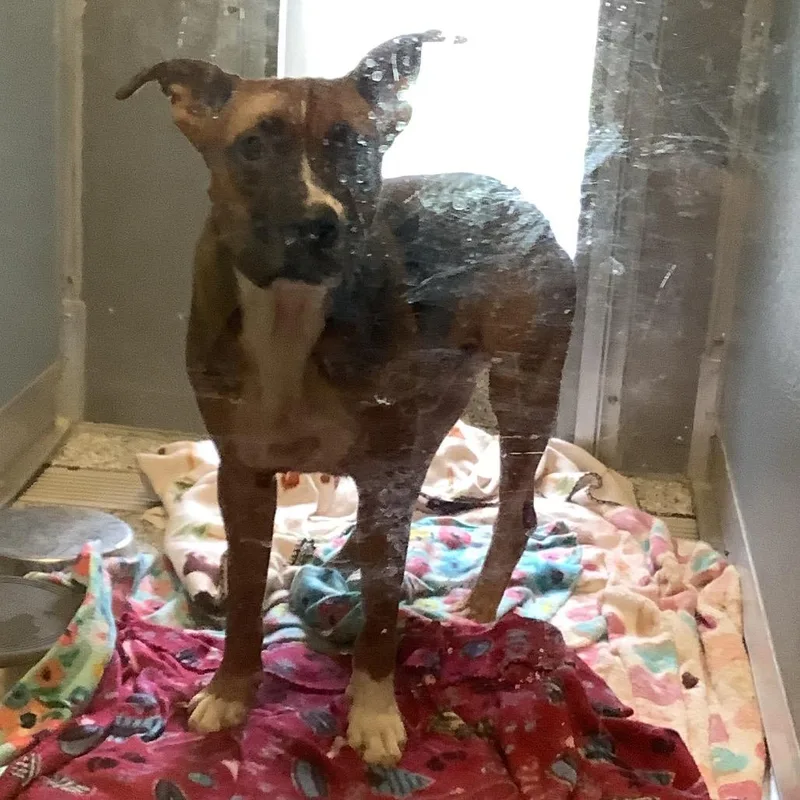 An adult medium-sized male Brown / Chocolate Shepherd dog named Hercules for adoption in Dayton, OH