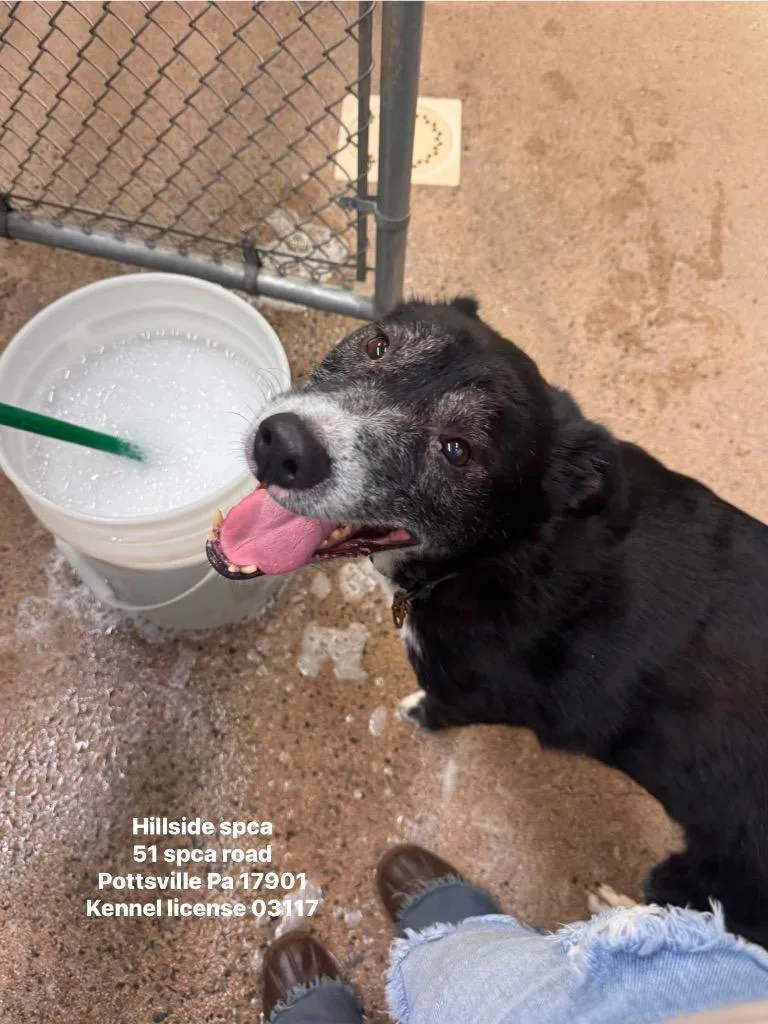 A senior large-sized male Husky dog named Slippers for adoption in Pottsville, PA