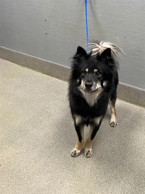 An adult large-sized male Chow Chow dog named Miko for adoption in Las Vegas, NV