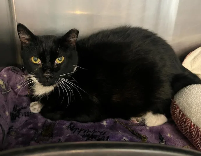 An adult medium-sized male Black & White / Tuxedo Domestic Short Hair cat named Sylvester for adoption in Cibolo, TX