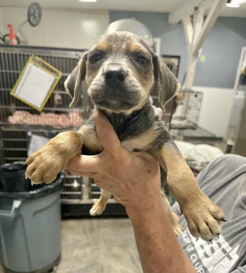 A baby medium-sized male Labrador Retriever dog named Finn for adoption in Manchester, CT