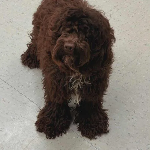 A young small-sized male Brown / Chocolate Cockapoo dog named Teddy for adoption in Burlington, IA
