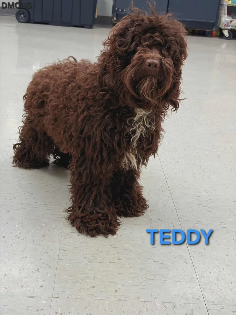 Teddy thumbnail 2