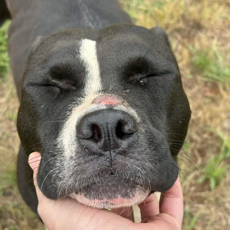 An adult medium-sized female Black Pit Bull Terrier dog named Mirage for adoption in Greenville, SC