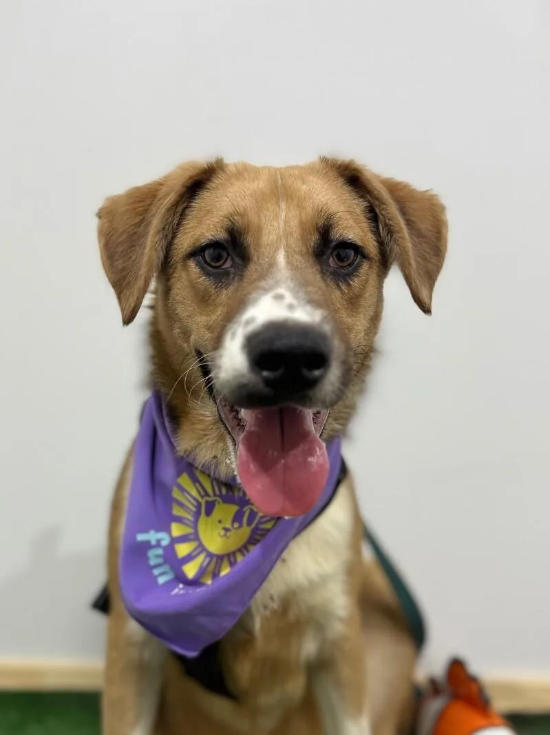 A baby medium-sized male Brown / Chocolate Shepherd dog named Duke for adoption in Carlsbad, CA