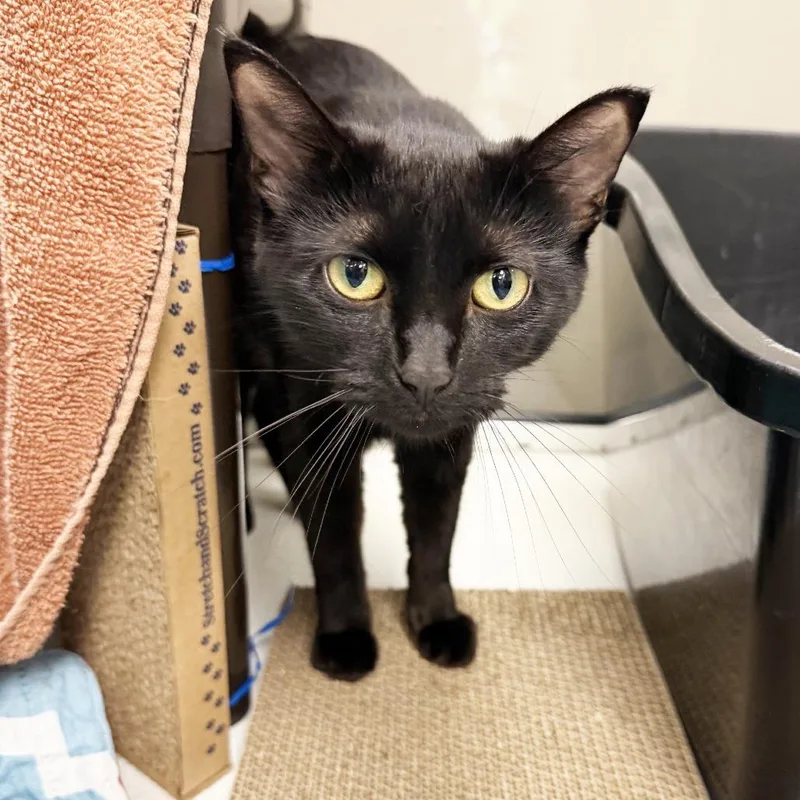 An adult medium-sized female Black Domestic Short Hair cat named Marigold for adoption in Oshkosh, WI