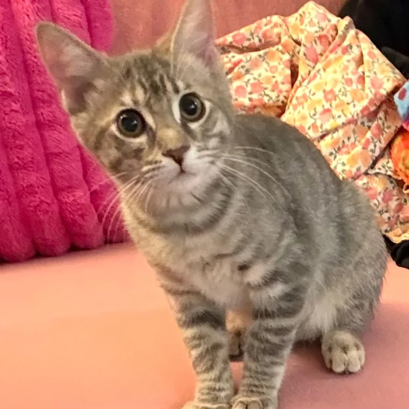 Cosmo