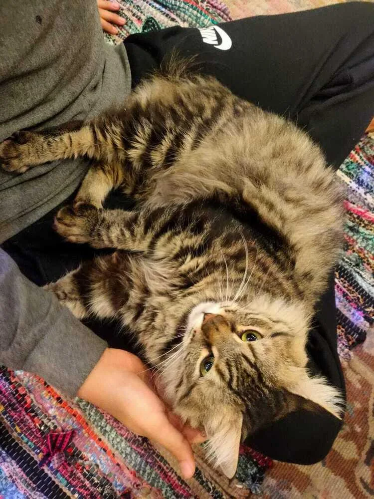 A young medium-sized female Tabby (Brown / Chocolate) Persian cat named Lili for adoption in WOLCOTT, CT