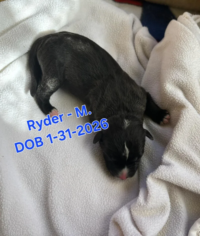 Ryder