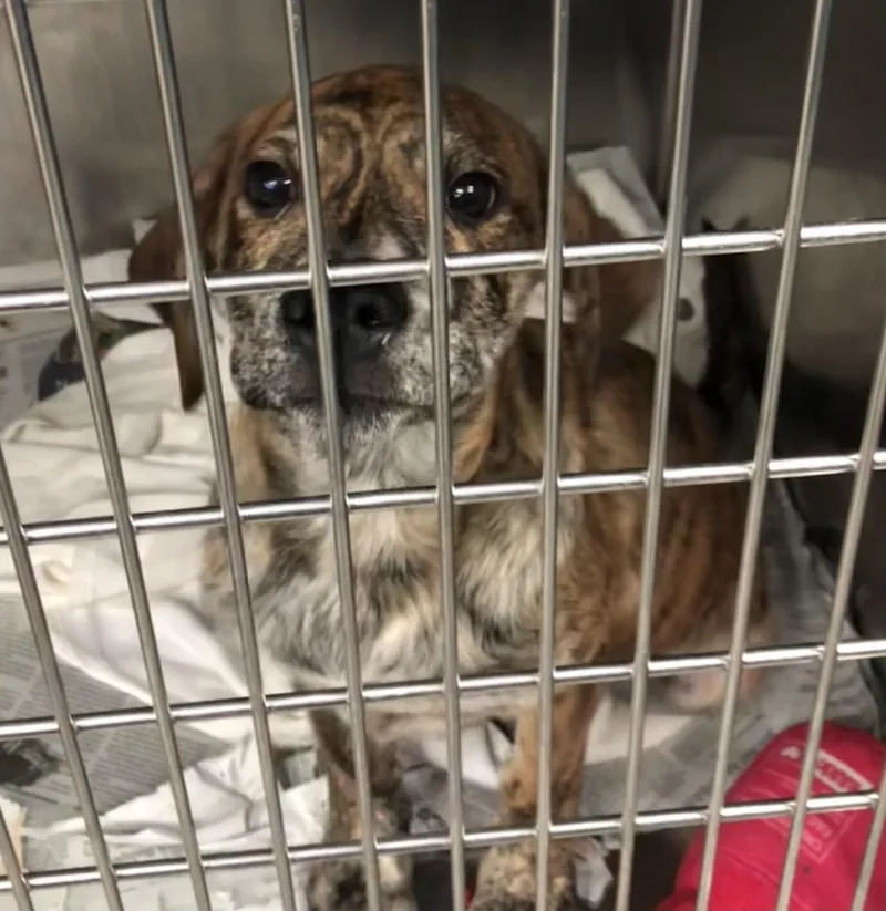 A baby medium-sized male Brindle Mixed Breed dog named Armin for adoption in Parma, OH