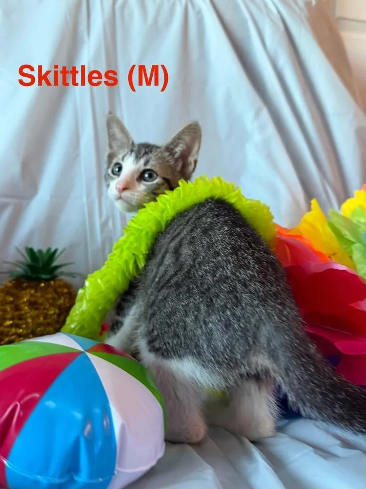 A baby small-sized male Tabby cat named Skittles for adoption in Deltona, FL