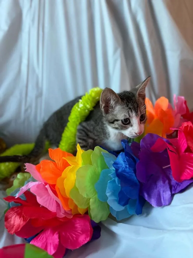 Skittles thumbnail 2