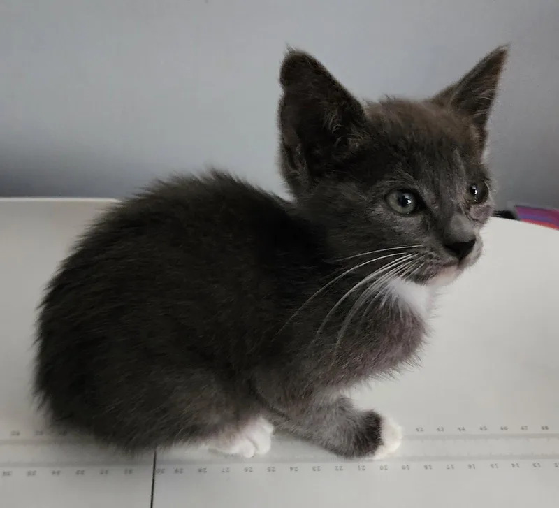 A baby medium-sized female Gray / Blue / Silver Domestic Short Hair cat named Reenie .. for adoption in Apopka, FL