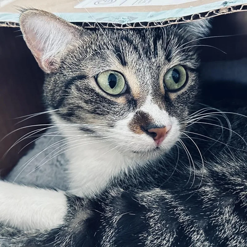 A young medium-sized male Brown / Chocolate Domestic Short Hair cat named Crash for adoption in Fort Worth, TX