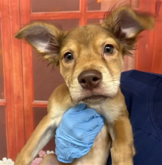 A baby small-sized female German Shepherd Dog dog named Tiffany for adoption in San Bernardino, CA