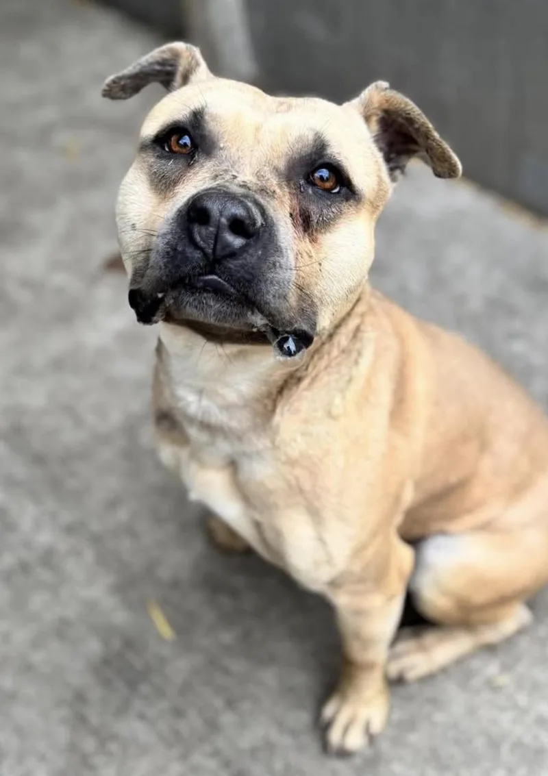 An adult medium-sized male Yellow / Tan / Blond / Fawn Pit Bull Terrier dog named Mikhail for adoption in Chicago, IL