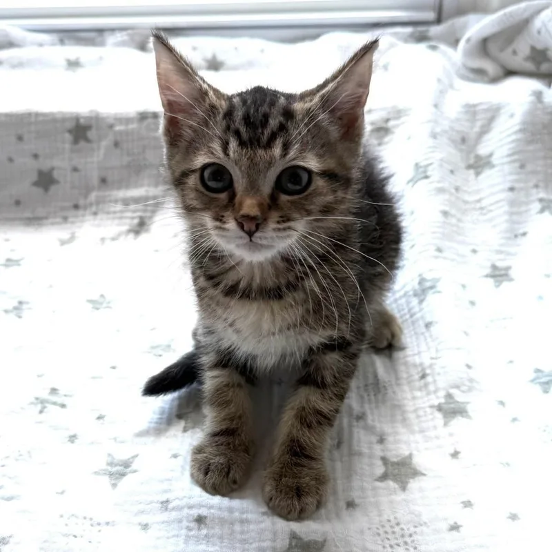 A baby medium-sized male Tabby (Brown / Chocolate) Domestic Short Hair cat named Comet for adoption in Greensburg, PA