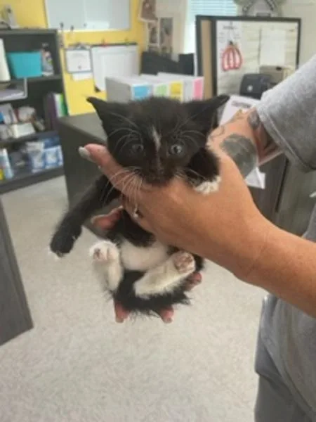 A baby small-sized male Domestic Short Hair cat named Quaker for adoption in Morristown, TN