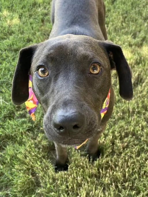 A young medium-sized female Labrador Retriever dog named Kelce for adoption in Tulsa, OK