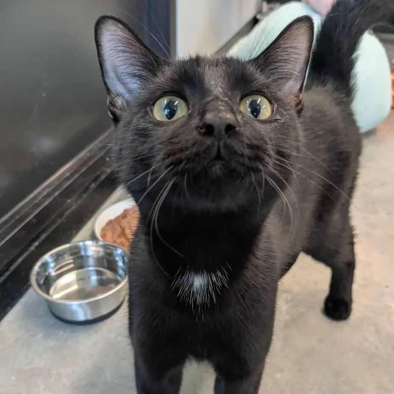 A young medium-sized male Black Domestic Short Hair cat named Watson for adoption in Evanston, IL