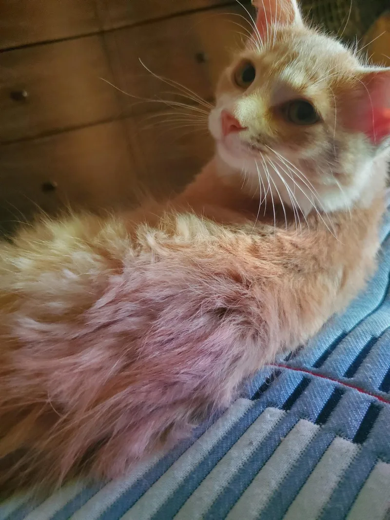 A baby medium-sized female Domestic Medium Hair cat named Creamy for adoption in Walled Lake, MI