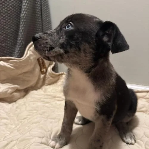A baby small-sized male Merle (Blue) Mixed Breed dog named Cedar Tail for adoption in Toms River, NJ