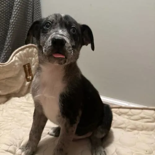 Cedar Tail thumbnail 2