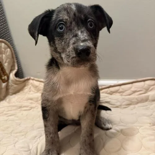 Cedar Tail thumbnail 3