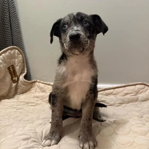 Cedar Tail thumbnail 4