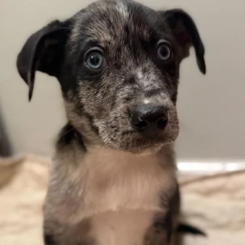 Cedar Tail thumbnail 5