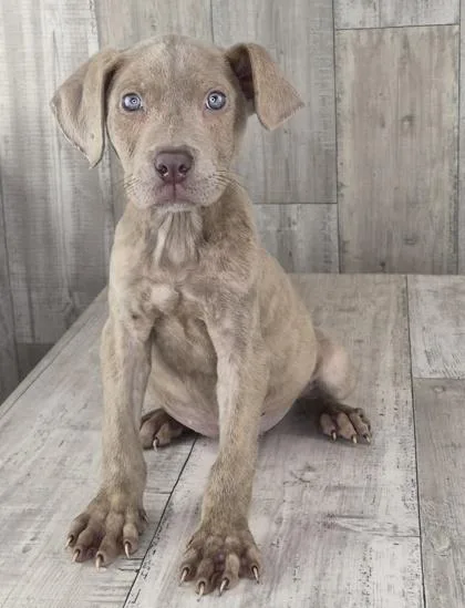 An adult small-sized male Mixed Breed dog named Cashew for adoption in Shreveport, LA