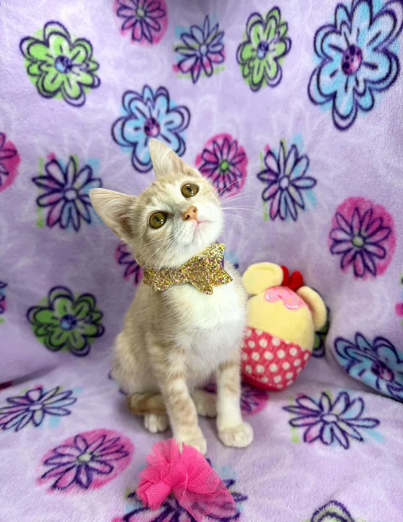 A baby small-sized female Orange & White Tabby cat named Lucy for adoption in Tavares, FL
